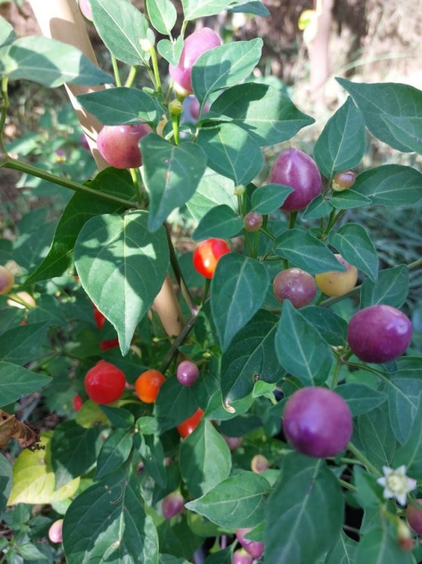 Moranguinho (CP-341) chili - Csípős paprika ritkaságok az Egzotikus Növények Stúdiója kínálatában
